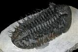 Spiny Drotops Armatus Trilobite - Excellent Preparation #181850-3